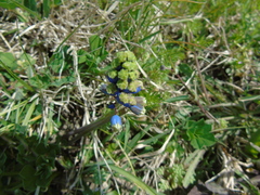 Bellevalia dubia boissieri