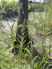 Echinochloa