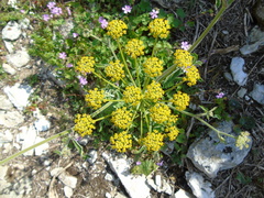 Leiotulus aureus