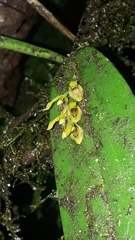Acianthera