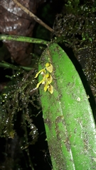 Acianthera