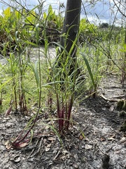 Echinochloa