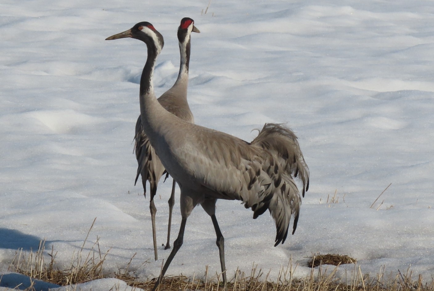 Common Crane (Grus grus) · iNaturalist Canada