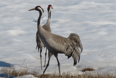 Common Crane photo 5