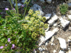 Leiotulus aureus