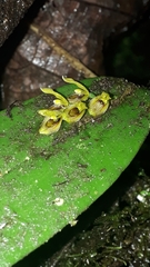 Acianthera