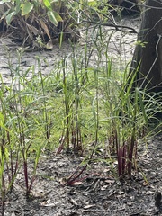 Echinochloa
