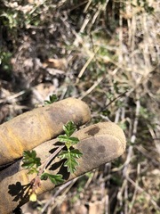Rhus aromatica simplicifolia
