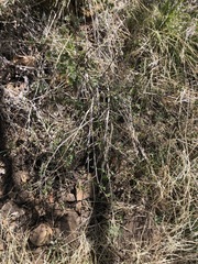 Rhus aromatica simplicifolia