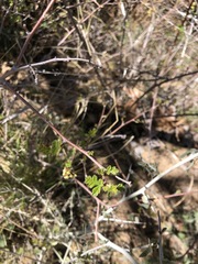 Rhus aromatica simplicifolia