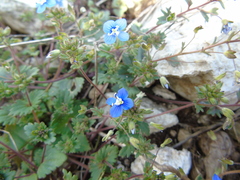 Veronica glauca