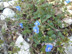 Veronica glauca