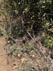 Rhus aromatica simplicifolia