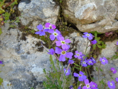 Malcolmia