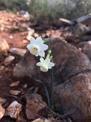 Narcissus dubius