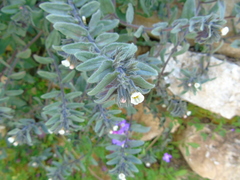 Alkanna corcyrensis