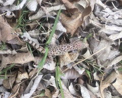 Hemidactylus turcicus