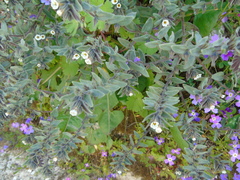 Alkanna corcyrensis