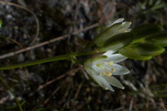 Ornithogalum schlechterianum