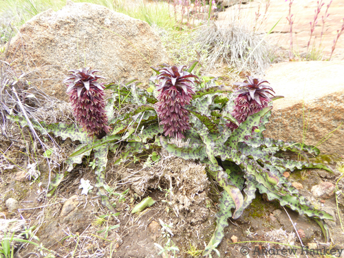 Eucomis vandermerwei