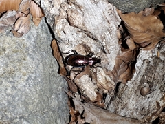 Carabus rutilans