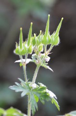Geranium carolinianum carolinianum