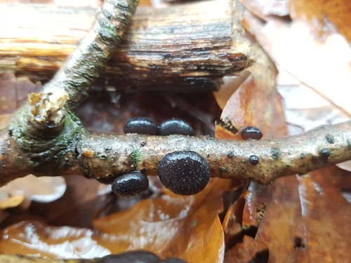 Exidia truncata