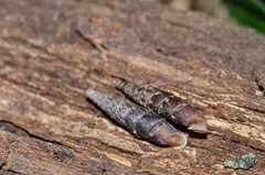 Clausilia