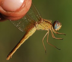 Urothemis assignata