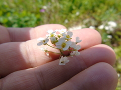 Capsella grandiflora