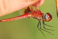 Urothemis assignata