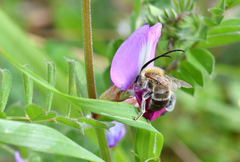 Eucera nigrescens