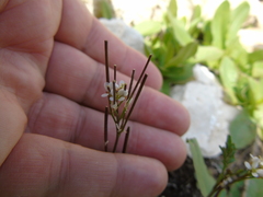 Cardamine graeca