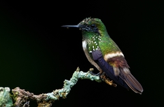 Lophornis chalybeus