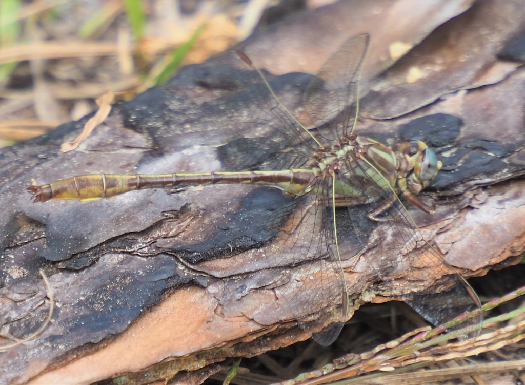 Cypress Clubtail