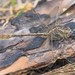 Cypress Clubtail - Photo (c) David Hochadel, some rights reserved (CC BY-NC), uploaded by David Hochadel