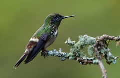 Lophornis chalybeus