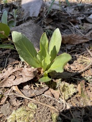 Primula meadia