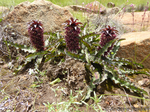 Eucomis vandermerwei