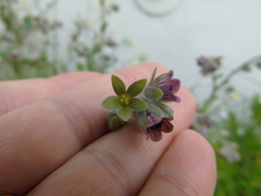 Cynoglossum columnae