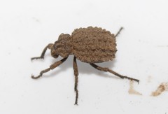 Brachycerus argillaceus