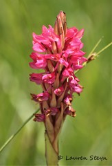 Disa