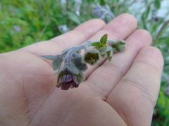 Cynoglossum columnae