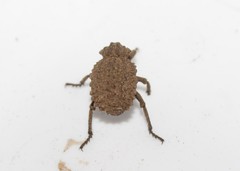 Brachycerus argillaceus