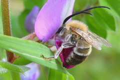 Eucera nigrescens