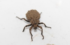 Brachycerus argillaceus