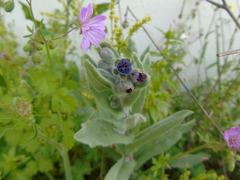 Cynoglossum columnae