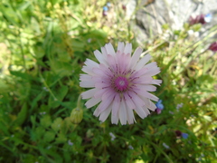Crepis rubra