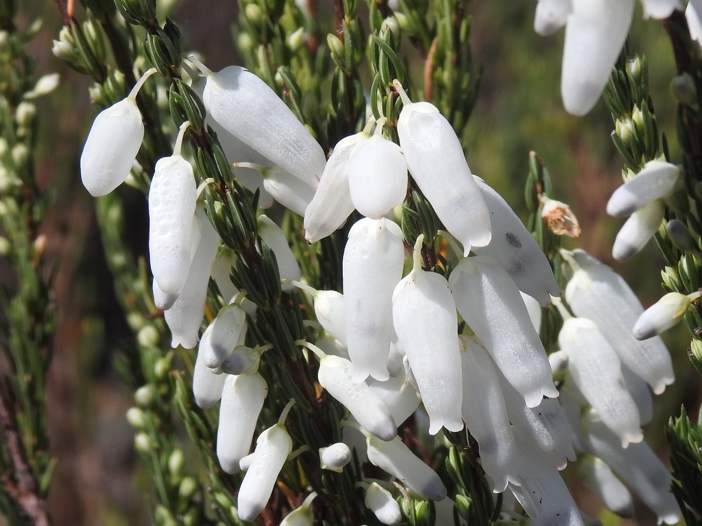 Hangflower Heath