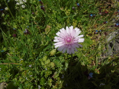 Crepis rubra